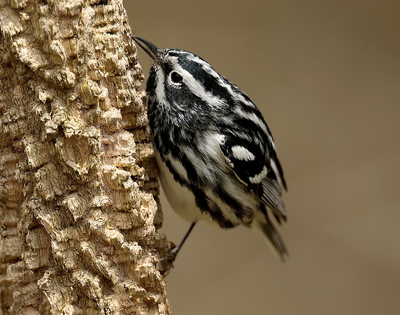 Black-and-White Warbler Mniotilta varia