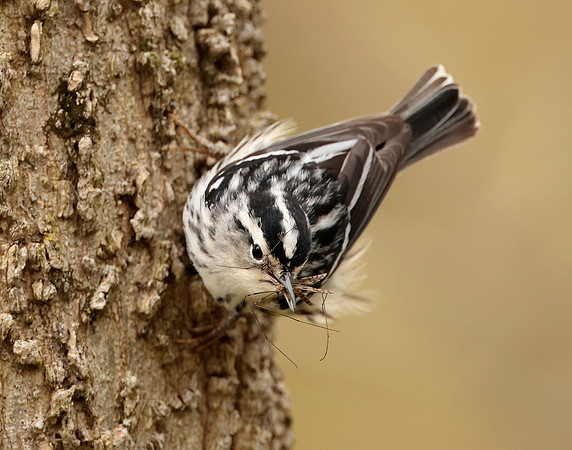 Black-and-White Warbler Mniotilta varia