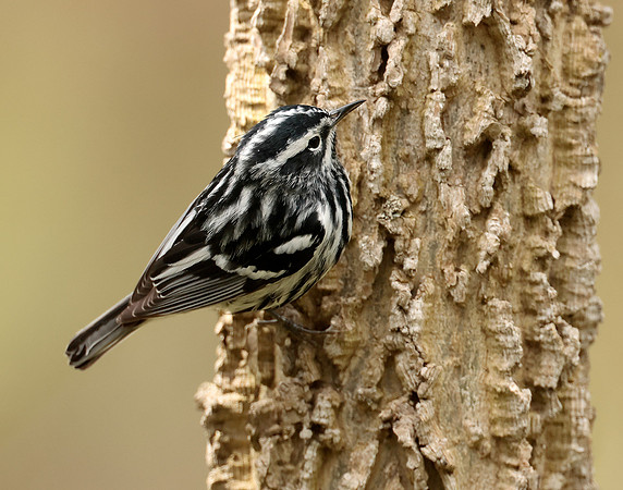 Black-and-White Warbler Mniotilta varia