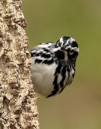 Black-and-White Warbler Mniotilta varia