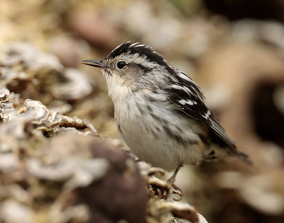 Black-and-White Warbler Mniotilta varia