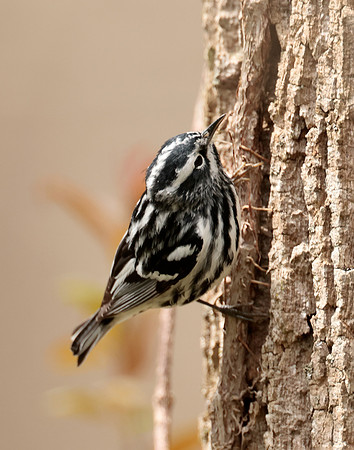 Black-and-White Warbler Mniotilta varia