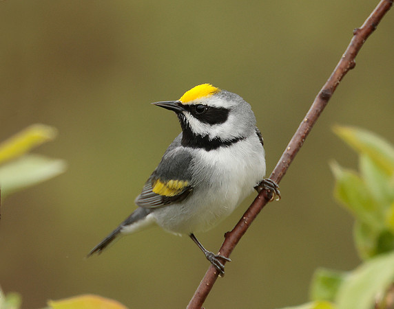 Golden-winged Warbler Vermivora chrysoptera