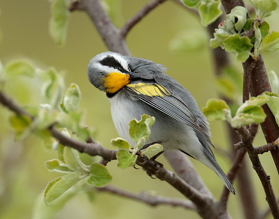 Golden-winged Warbler Vermivora chrysoptera