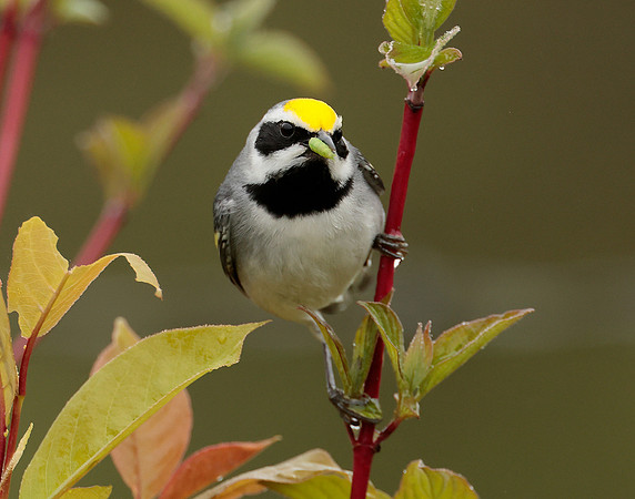 Golden-winged Warbler Vermivora chrysoptera