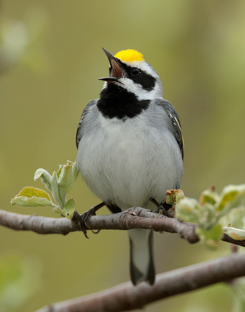 Golden-winged Warbler Vermivora chrysoptera