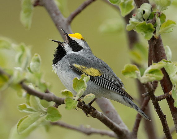Golden-winged Warbler Vermivora chrysoptera