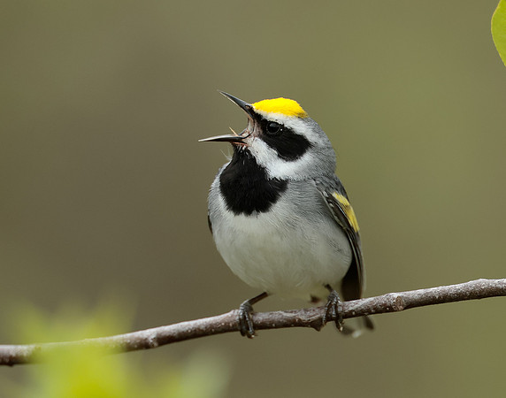 Golden-winged Warbler Vermivora chrysoptera