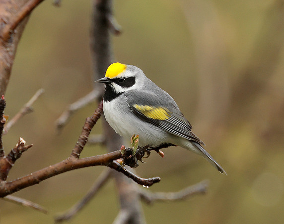 Golden-winged Warbler Vermivora chrysoptera