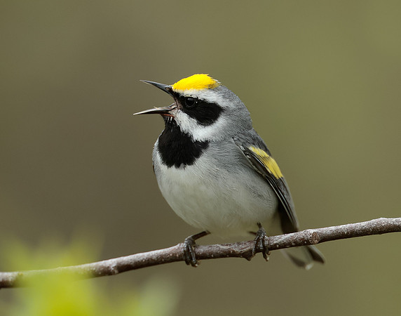 Golden-winged Warbler Vermivora chrysoptera