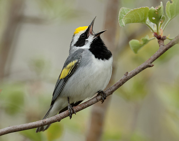 Golden-winged Warbler Vermivora chrysoptera