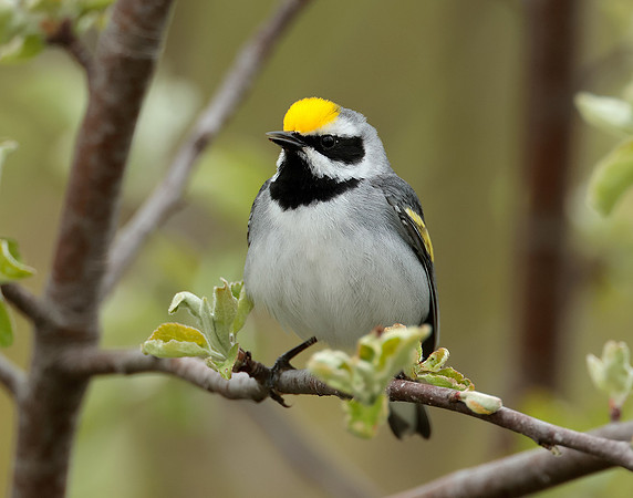 Golden-winged Warbler Vermivora chrysoptera
