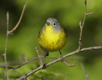 Nashville Warbler Leiothlypis ruficapilla
