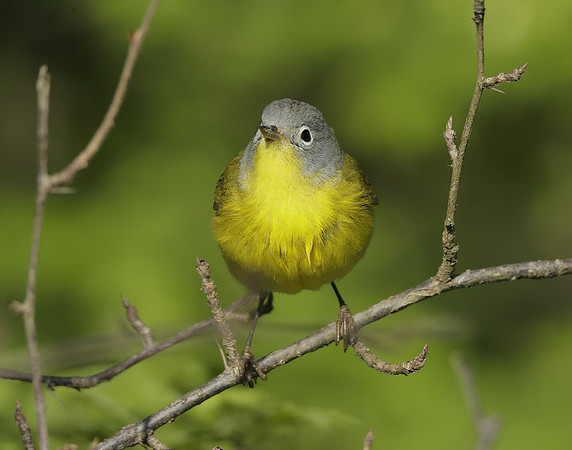 Nashville Warbler Leiothlypis ruficapilla