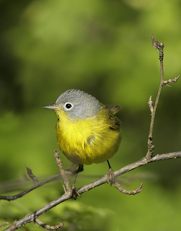 Nashville Warbler Leiothlypis ruficapilla