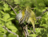 Nashville Warbler Leiothlypis ruficapilla