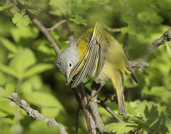 Nashville Warbler Leiothlypis ruficapilla