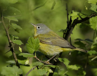 Nashville Warbler Leiothlypis ruficapilla