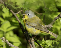 Nashville Warbler Leiothlypis ruficapilla