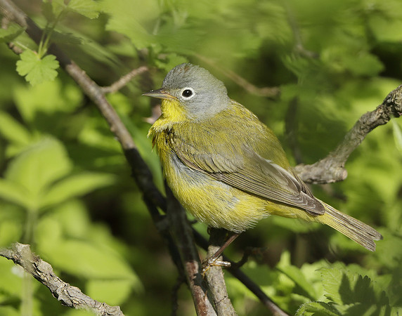 Nashville Warbler Leiothlypis ruficapilla