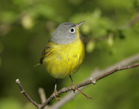 Nashville Warbler Leiothlypis ruficapilla