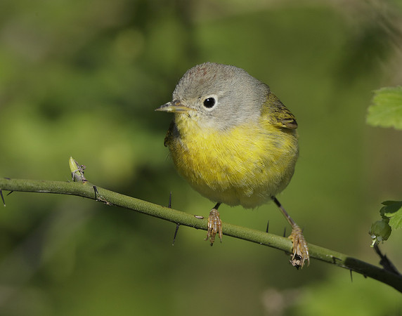 Nashville Warbler Leiothlypis ruficapilla