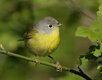 Nashville Warbler Leiothlypis ruficapilla