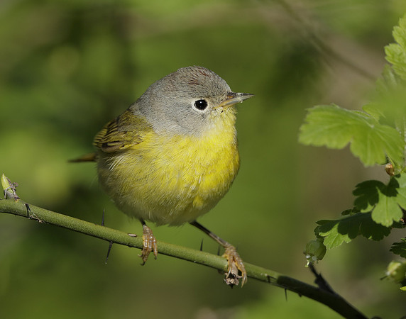 Nashville Warbler Leiothlypis ruficapilla