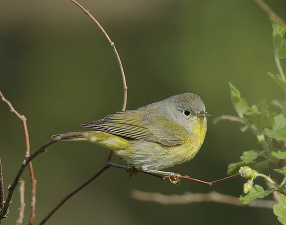 Nashville Warbler Leiothlypis ruficapilla