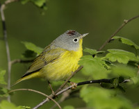 Nashville Warbler Leiothlypis ruficapilla