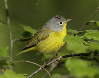 Nashville Warbler Leiothlypis ruficapilla