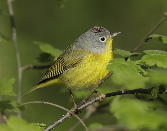 Nashville Warbler Leiothlypis ruficapilla