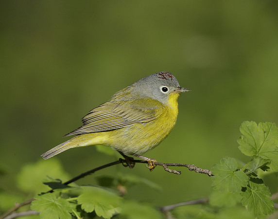 Nashville Warbler Leiothlypis ruficapilla