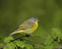 Nashville Warbler Leiothlypis ruficapilla