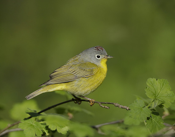 Nashville Warbler Leiothlypis ruficapilla