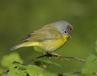 Nashville Warbler Leiothlypis ruficapilla