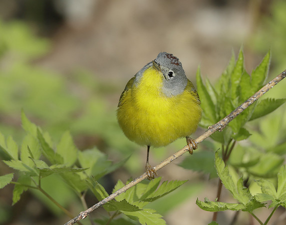 Nashville Warbler Leiothlypis ruficapilla