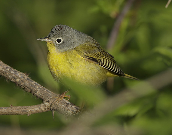 Nashville Warbler Leiothlypis ruficapilla