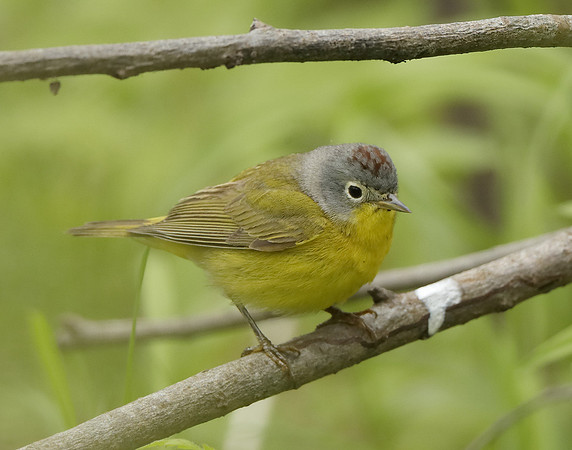 Nashville Warbler Leiothlypis ruficapilla