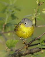 Nashville Warbler Leiothlypis ruficapilla