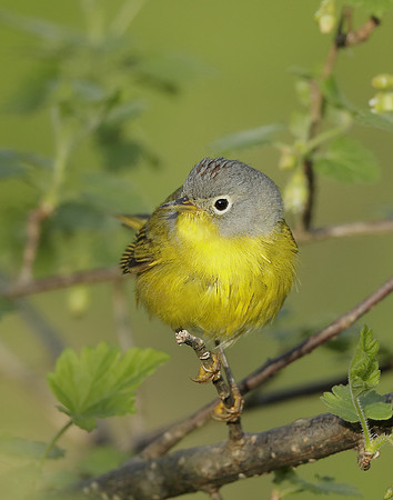 Nashville Warbler Leiothlypis ruficapilla