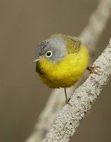 Nashville Warbler Leiothlypis ruficapilla