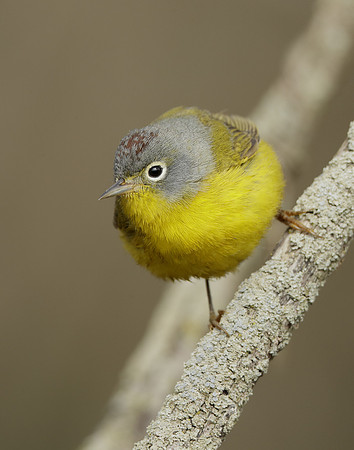 Nashville Warbler Leiothlypis ruficapilla