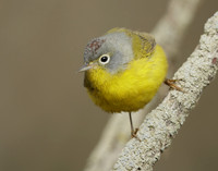 Nashville Warbler Leiothlypis ruficapilla