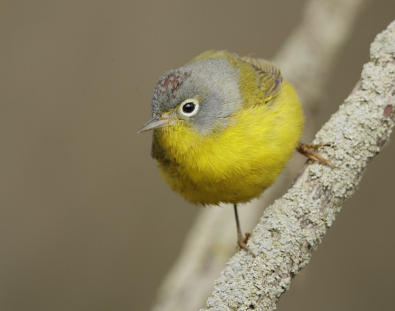 Nashville Warbler Leiothlypis ruficapilla