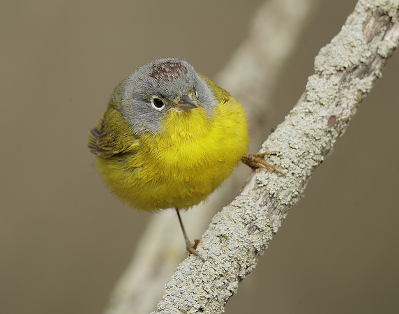 Nashville Warbler Leiothlypis ruficapilla