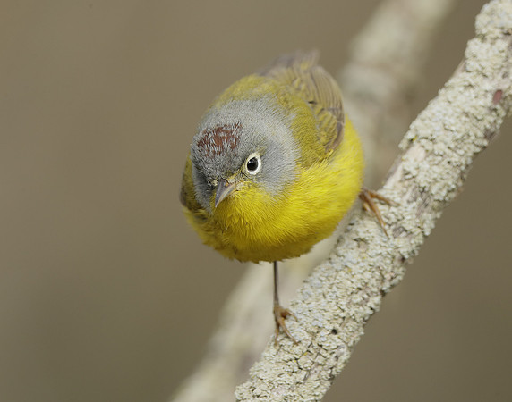 Nashville Warbler Leiothlypis ruficapilla