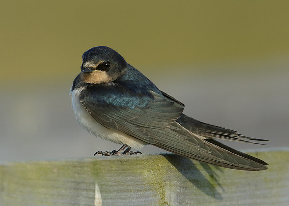 Swallow Hirundo rustica
