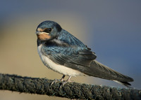 Swallow Hirundo rustica