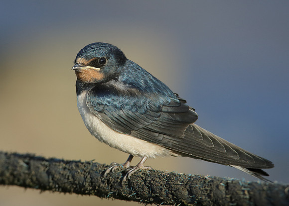 Swallow Hirundo rustica